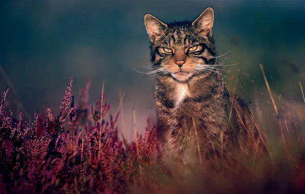Grass, nature, wildcat, wild cat