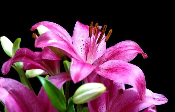 Flowers, Lily, black background, pink lilies