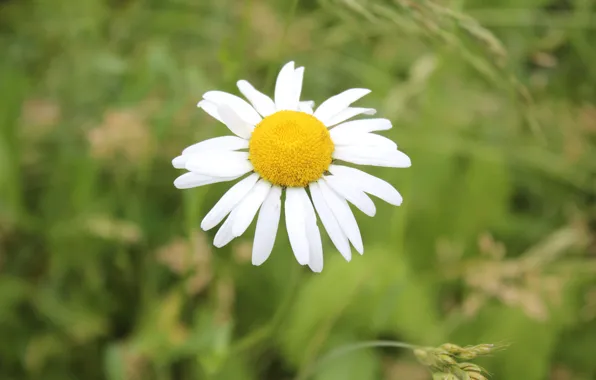 Flowers, chamomile, Meadow