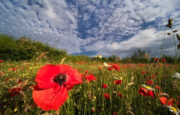 Summer, flowers, Maki, poppy field