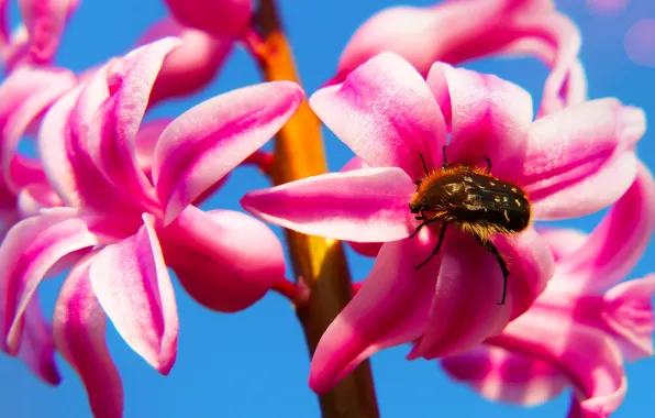 Picture macro, flowers, blue, background, blue, bright, beetle, spring