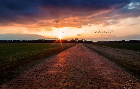 Picture road, birds, dawn, field
