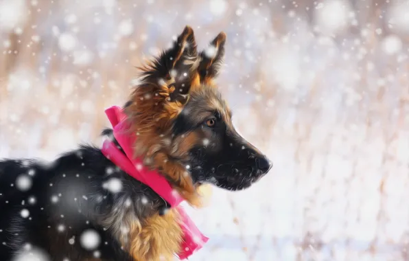 Picture look, snow, each, puppy, German shepherd