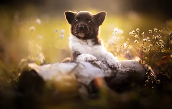 Nature, dog, puppy