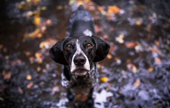 Look, each, dog