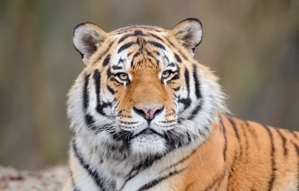 Picture look, face, tiger, background, portrait