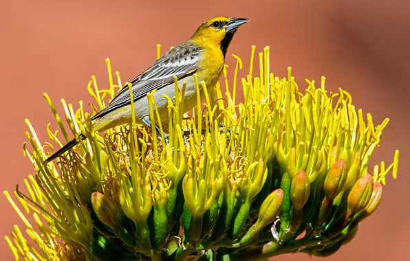 Flower, bird, beak, tail, color trupial bullock