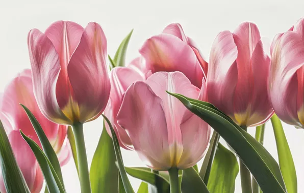 Flowers, holiday, bouquet, spring, tulips, March 8, AI art, universal holiday background