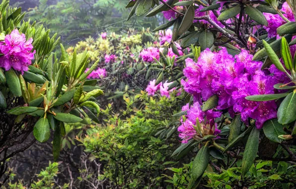 Picture flowers, web, rhododendrons