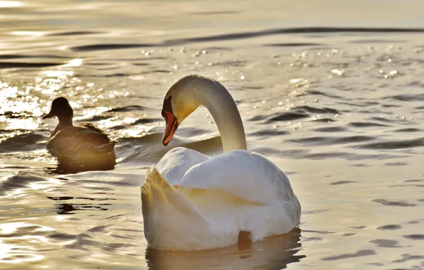 Picture water, birds, Swan, duck