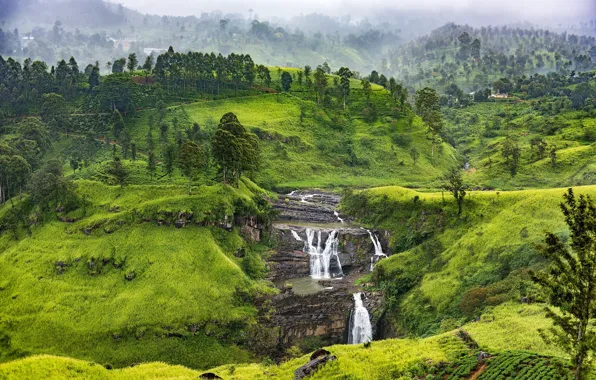 Greens, forest, mountains, fog, rocks, hills, vegetation, waterfall