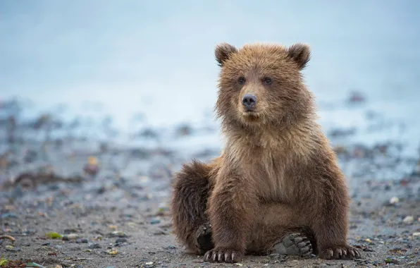 Alaska, bear, bear