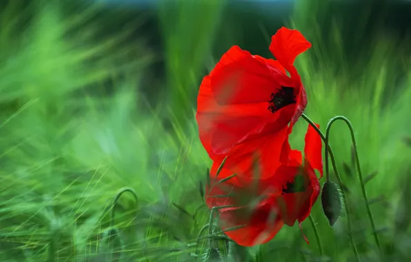 Flowers, nature, Maki