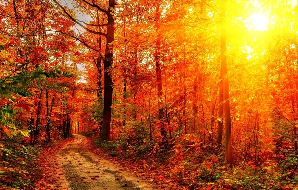 Road, autumn, forest, rays, light, trees