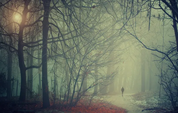 Landscape, fog, Park