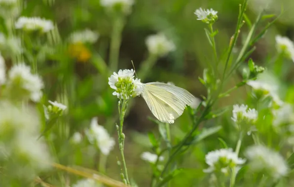 Flower, butterfly, meadow