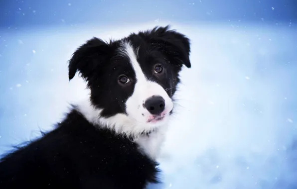 Winter, look, snow, nature, black, portrait, dog, puppy