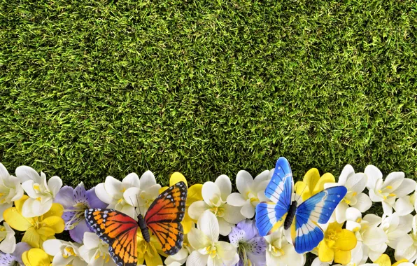 Butterfly, flowers, lawn, spring, grass, weed, flowers, spring