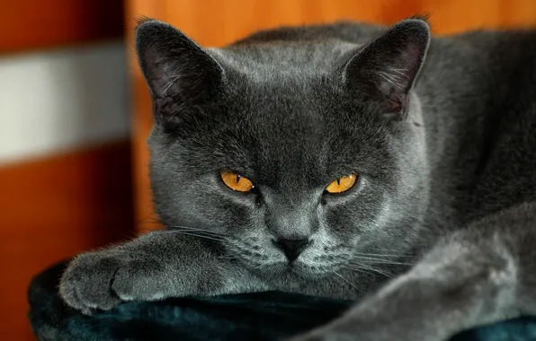 Picture cat, British, yellow eyes, gray color