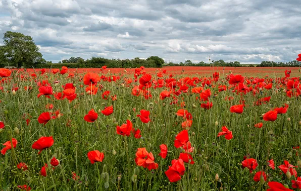 Summer, the sky, clouds, flowers, Maki, dal, meadow, space