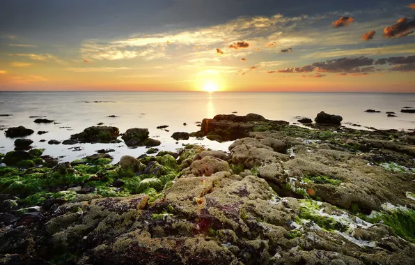 Picture sea, the sun, algae, stones, dawn, horizon