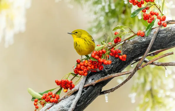 Drops, yellow, berries, background, bird, branch, yellow, Rowan