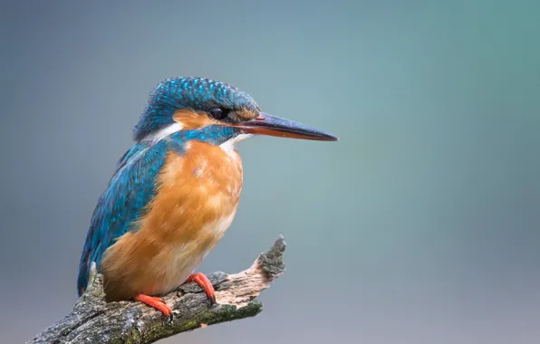 Branches, background, bird, Kingfisher