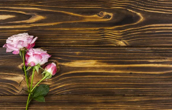 Flowers, roses, pink, wood, pink, romantic, roses