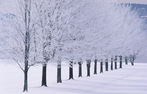 Picture trees, landscape, winter, snow, snowy trees