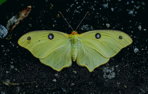 The dark background, microsemi, wings, Butterfly, insect, beautiful, closeup