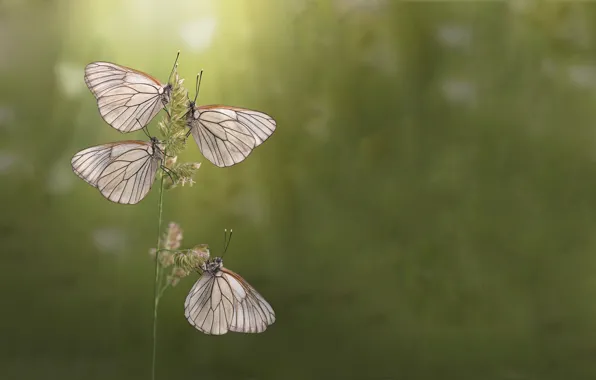 Summer, butterfly, morning