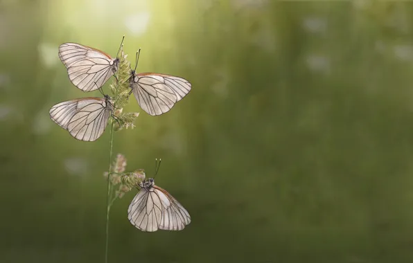 Picture summer, butterfly, morning