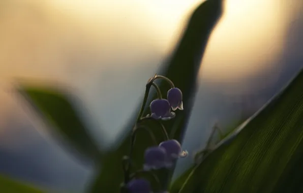 Flower, macro, nature