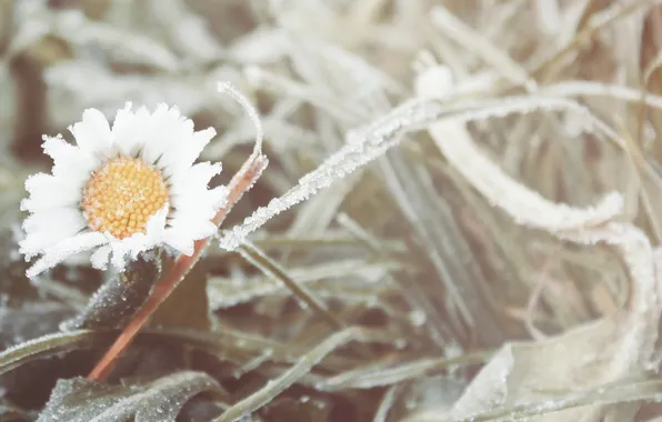 Picture cold, frost, flower, grass, Daisy