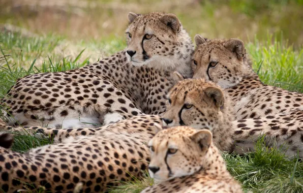 Picture cats, stay, family, Cheetah, cheetahs