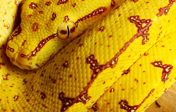 Macro, snake, Green tree python