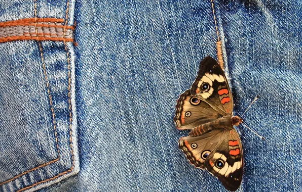 Picture butterfly, jeans, fabric