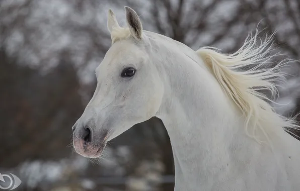 Picture face, horse, horse, mane, profile, (с) Oliver Seitz