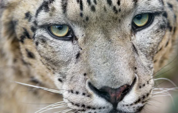 Picture cat, look, face, IRBIS, snow leopard, ©Tambako The Jaguar