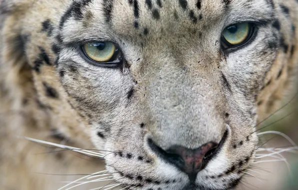 Cat, look, face, IRBIS, snow leopard, ©Tambako The Jaguar