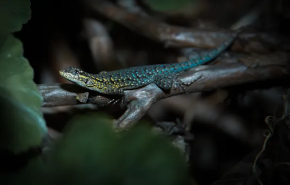 Picture leaves, macro, branches, lizard
