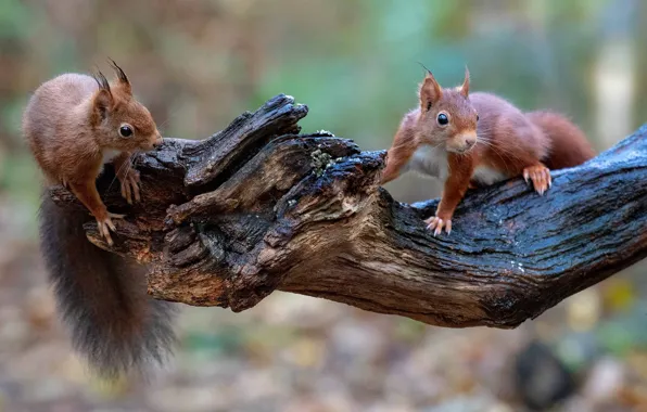 Picture branches, two, protein, snag, a couple, Duo, bitches, proteins