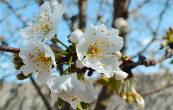 Picture the sky, flowers, spring, stamens, cherry, pistil
