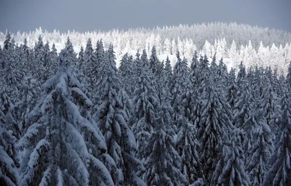 Winter, snow, tree