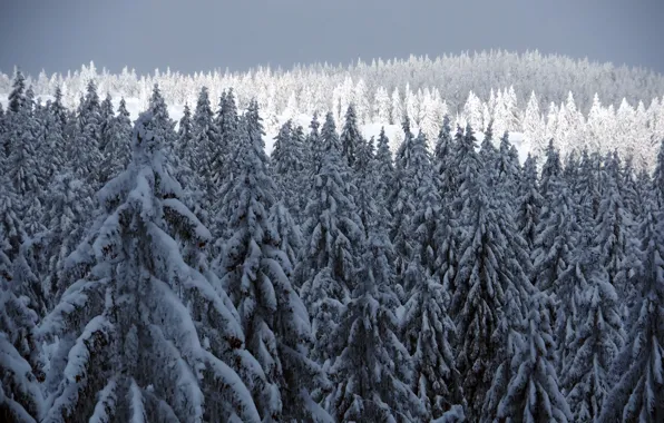 Picture winter, snow, tree