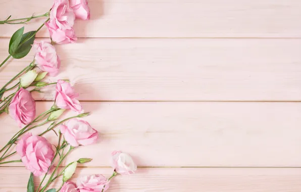 Flowers, background, pink, eustoma, Yarovoy Aleksandr
