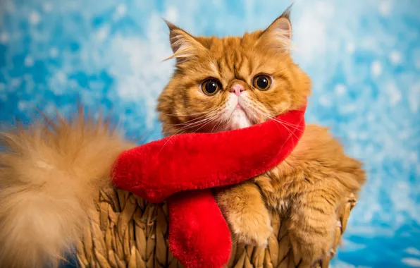 Cat, cat, look, red, pose, portrait, scarf, red
