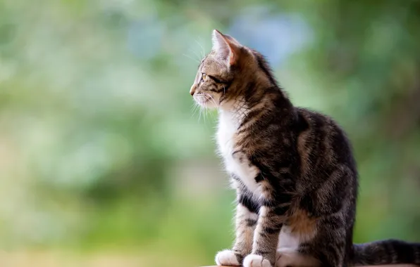 Picture cat, cat, background, profile, kitty, sitting, spotted