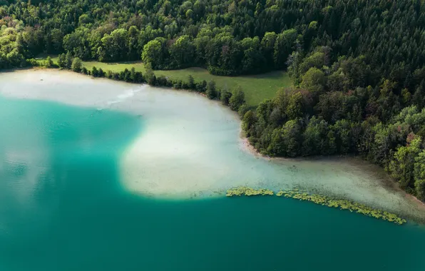Sand, Sea, Forest, Shore