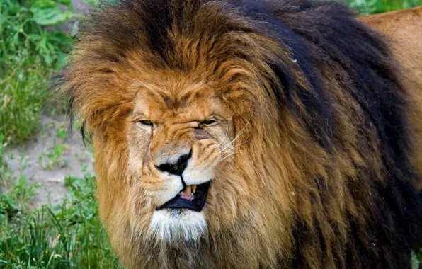 Leo, mouth, mane
